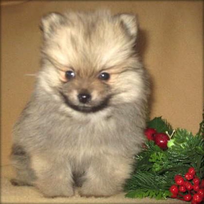 perrito de Navidad Pomeranian de la hembra