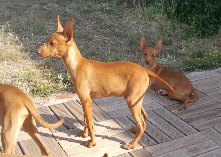 Podenco Andaluz