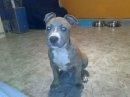 Regalo American Staffordshire Terrier