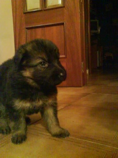 Se venden cachorros de pastor aleman