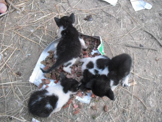 URGENTE. Camada de gatitos en la calle. Badajoz