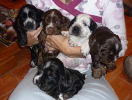 Vendo cachorros cocker spaniel ingles