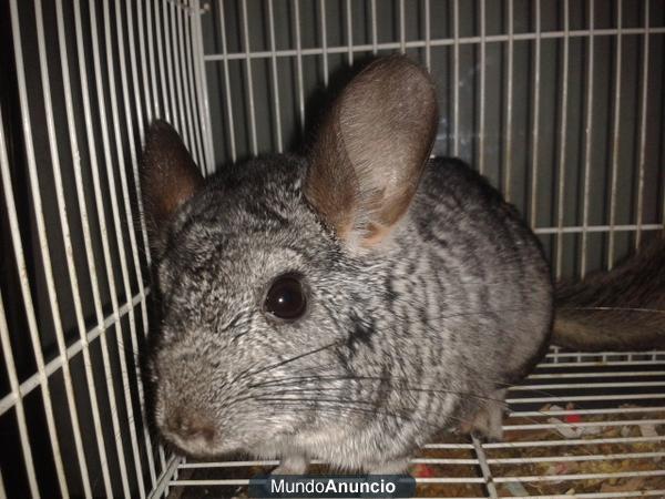 vendo o canbio chinchilla con jaula por buen precio