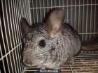 vendo o canbio chinchilla con jaula por buen precio - mejor precio | unprecio.es