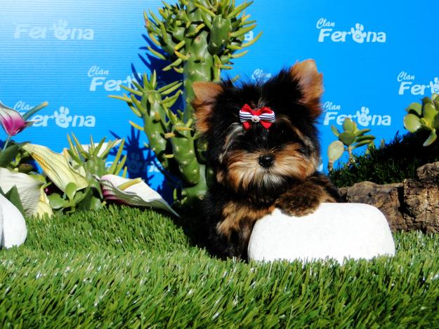 Yorkshire Terrier, cachorros con total garantia.