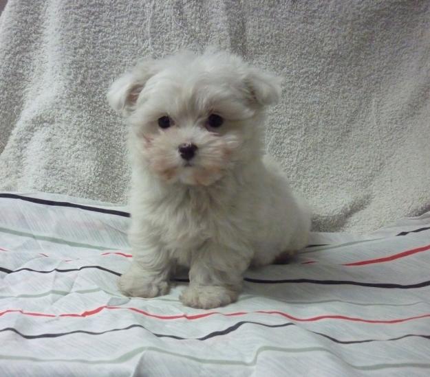 Cachorritos de Maltés de mucha calidad