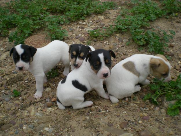 CACHORRITOS DE BODEGUERO ANDALUZ