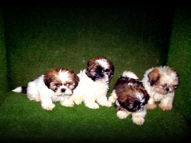 CACHORROS: SHIH TZU 270 Euros