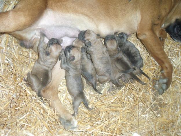 caxorros boxer con pedegre