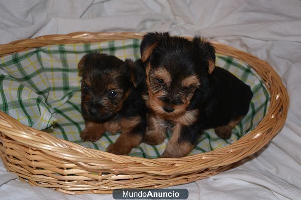 PRECIOSA CAMADA DE CACHORRITOS YORKSHIRE TOY