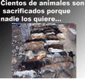 S.O.S. Por favor no compres animales, adopta y salva vidas