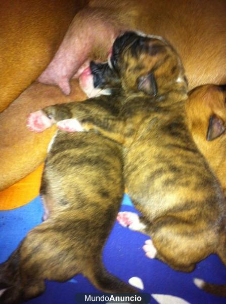 VENDO BOXER ATIGRADO PEDIGREE