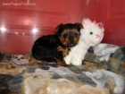 Vendo cachorritos de Yorkshire terrier toy muy bonitos y con excelente calidad - mejor precio | unprecio.es