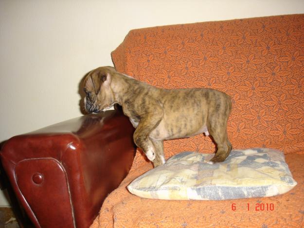 vendo cachorros boxer