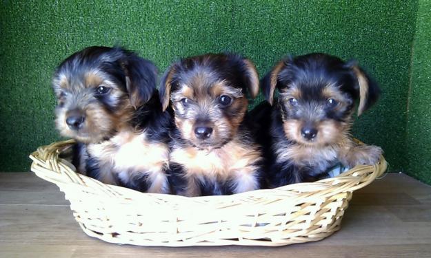 YORKSHIRE TERRIER, 250€