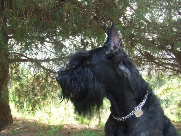 busco hembra de schnauzer gigante para monta