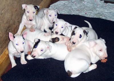 cachorros de bull terrier buscando nueva familia