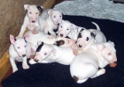 cachorros de bull terrier buscando nueva familia - mejor precio | unprecio.es