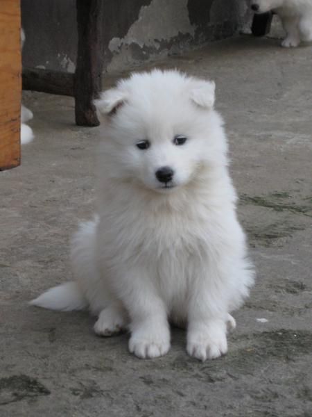 CACHORROS DE SAMOYEDO