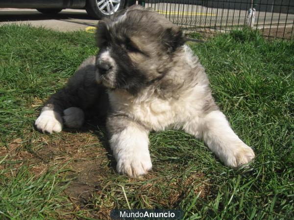 cachorros pastor del caucaso