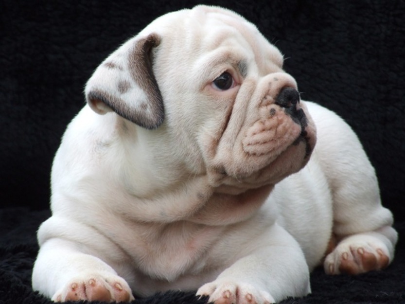 impresionantes cachorros de bulldog Ingles/ Buena genetica, magnifica calidad-seguridad