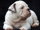 impresionantes cachorros de bulldog Ingles/ Buena genetica, magnifica calidad-seguridad - mejor precio | unprecio.es