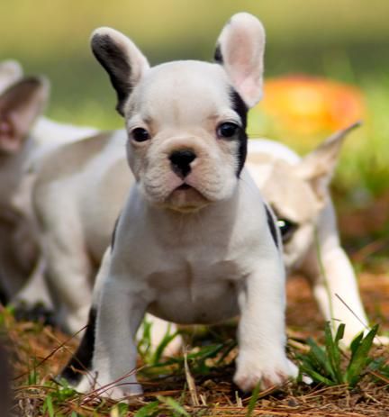 OFERTA Perritos Bulldog Frances 250