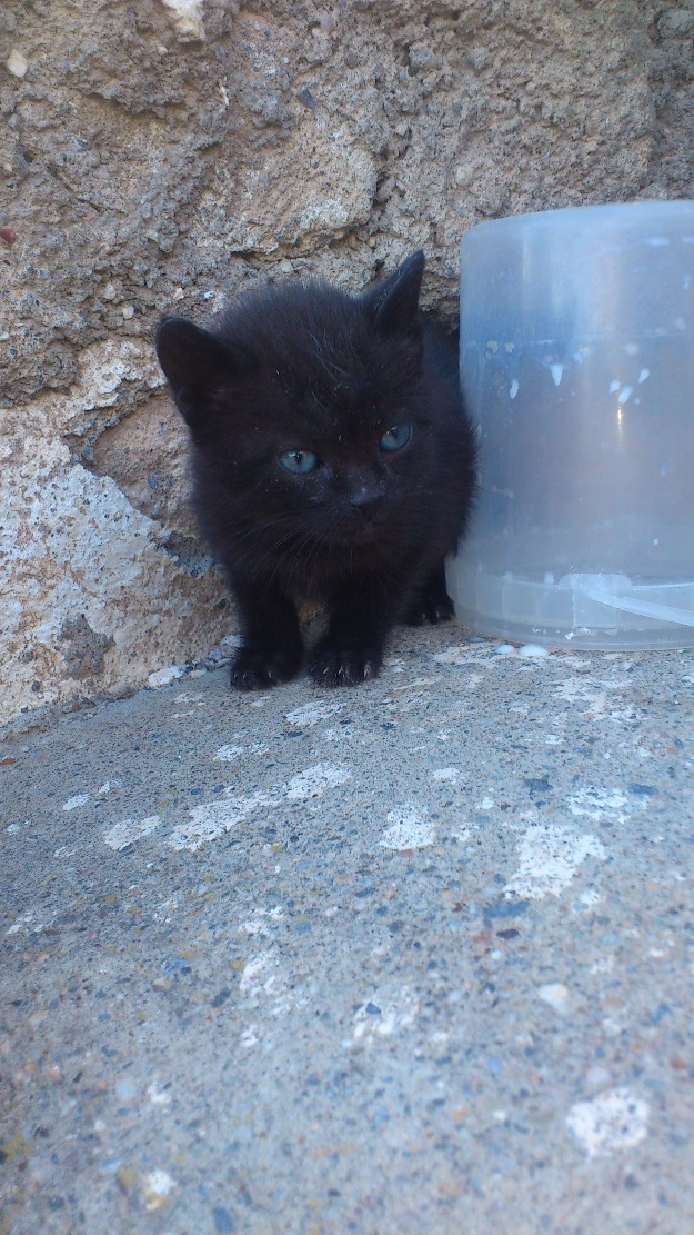 Regalos preciosos gatitos !!!!!