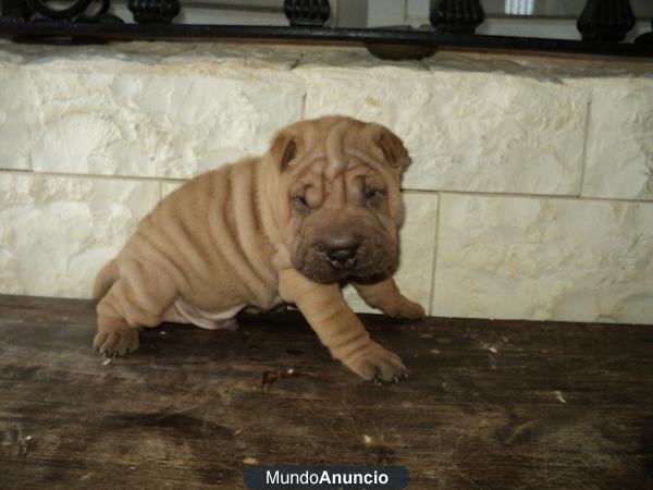 Shar pei...cachorro arena