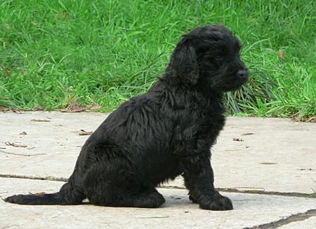 2 cachorros terrier negro ruso (black russian terrier)