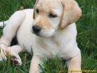 Cachorros de Labrador retriever - mejor precio | unprecio.es