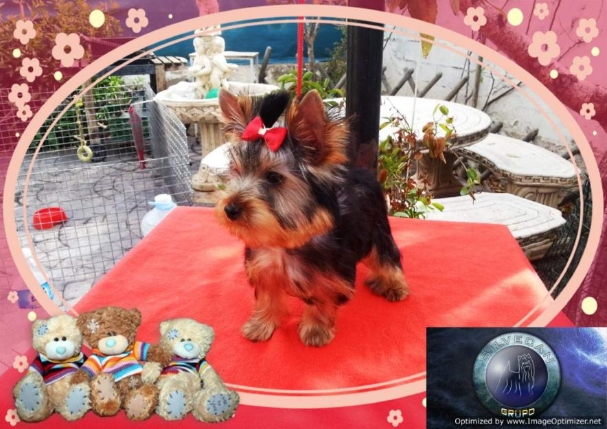 Cachorros Yorkshire Terrier de Silvecan