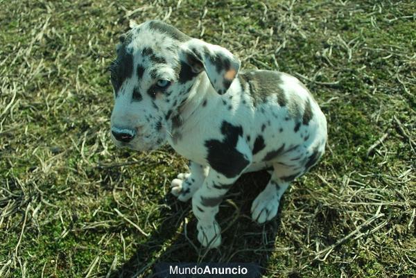 Dogo Aleman camada de Gran Danes