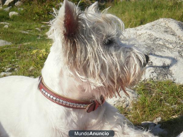 GUARDERIA Y ALOJAMIENTO PARA TU MASCOTA.