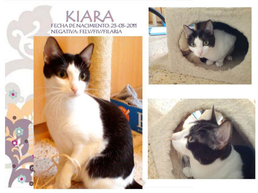 Kiara, la gata que nos queda de su camada