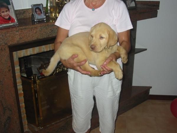 Labradores retriever,cachorros,dorados.Pedigree.