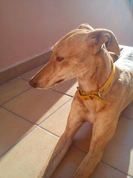 regalo galgo hembra de 7 meses