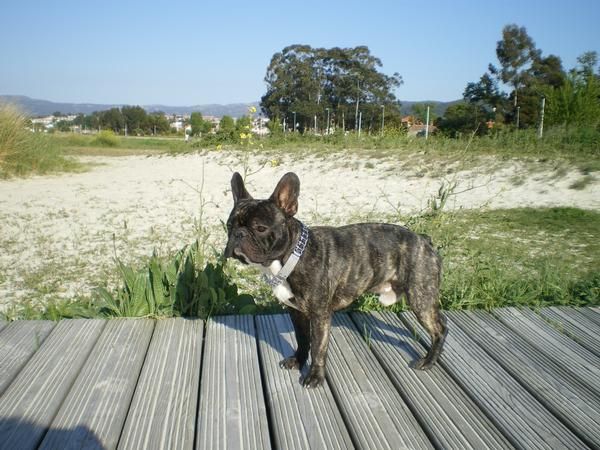 Se ofrece precioso bulldog francés para montas