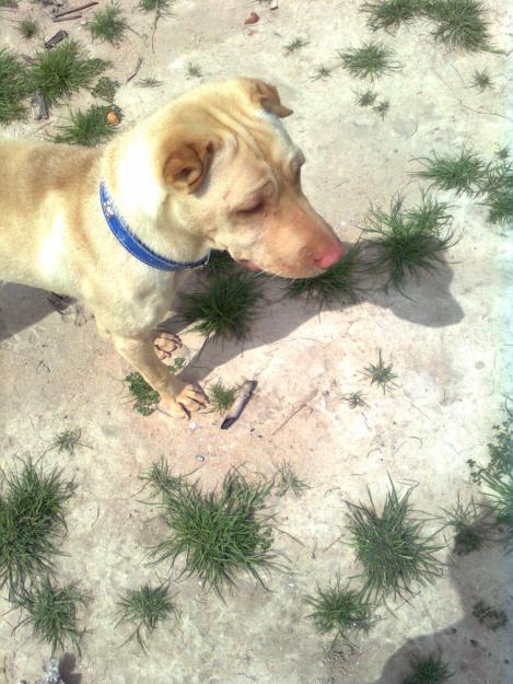 SHASHA - CACHORRO EN ADOPCION