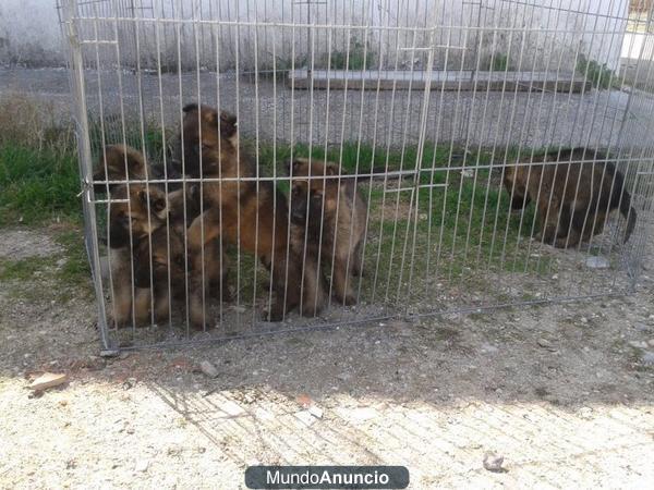 Pastores Alemanes línea de trabajo