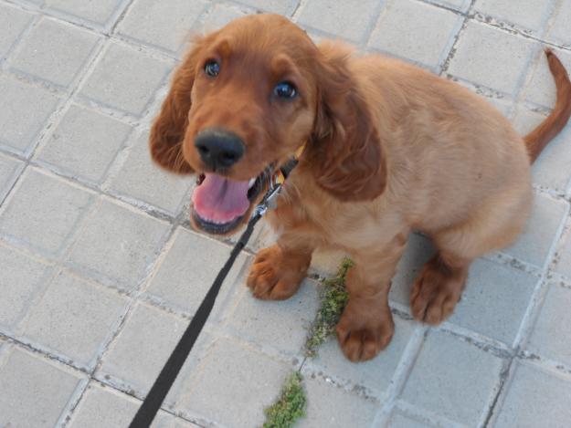 Cachorro Setter Irlandes