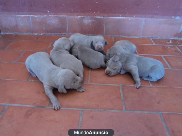 Cachorros de braco de weimar , weimarane