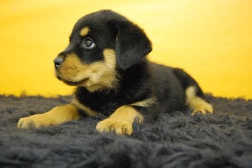 cachorros de rotweiler con tan solo dos meses, llevalo contigo