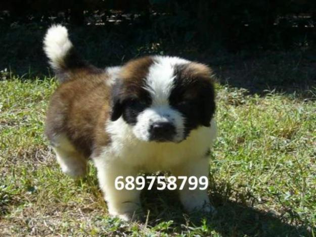 ESPECTACULARES CACHORROS DE SAN BERNARDO