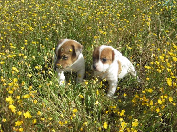 Jack Russells camada de cachorros bicolores