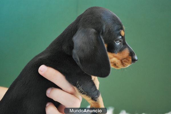 perritos de teckel miniatura para entregarse en madrid