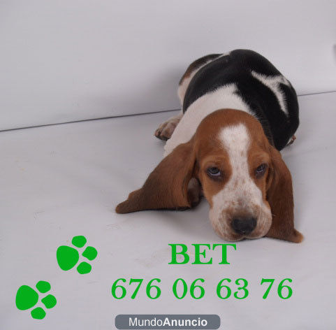 Preciosos Basset Hound ¡ buen preciop !