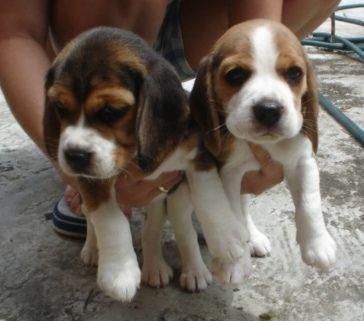 PRECIOSOS BEAGLES CON GARANTIA SANITARIA