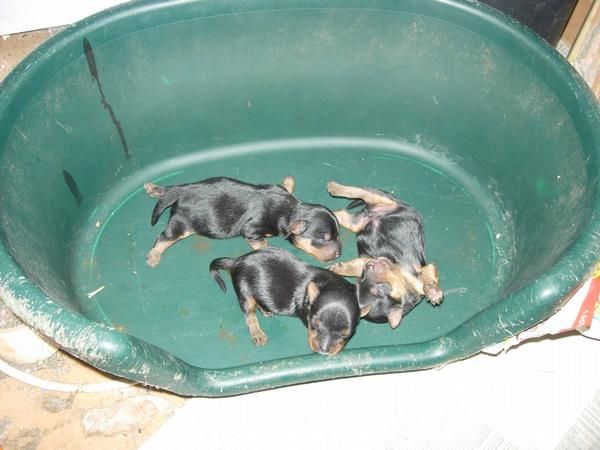 se venden yorshire terrier