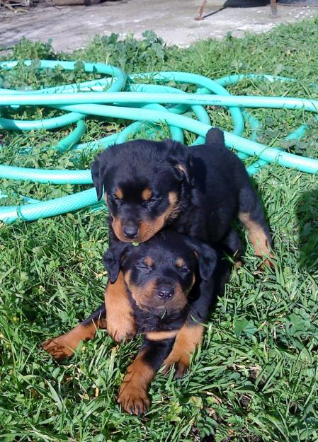 UNICA OFERTA DE ROTTWEILER DISPONIBLE SOLO UNA A BUEN PRECIO